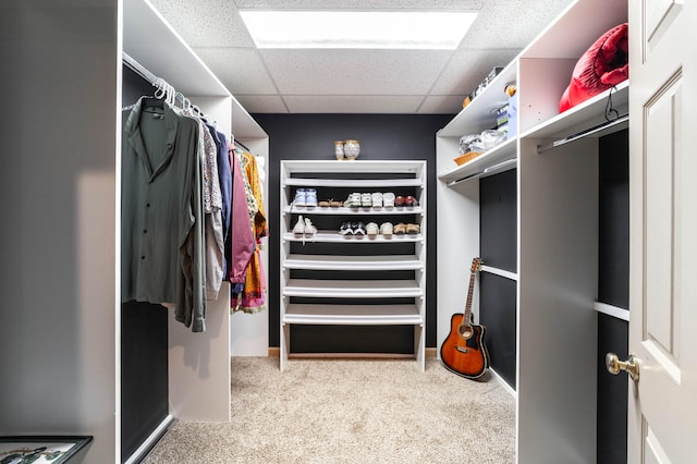 walk in closet featuring a drop ceiling and carpet flooring