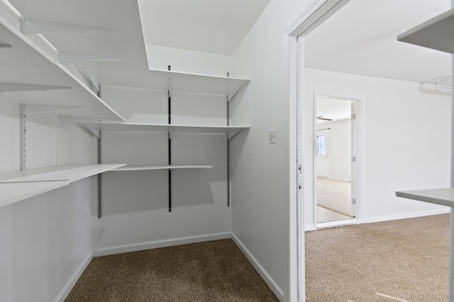 walk in closet with dark colored carpet