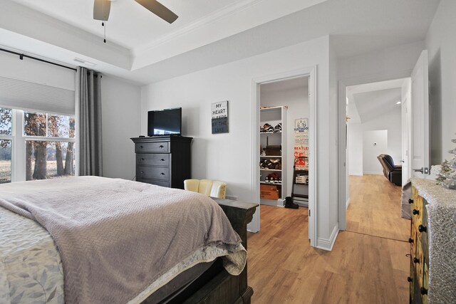 bedroom featuring a walk in closet, ornamental molding, ceiling fan, light hardwood / wood-style flooring, and a closet