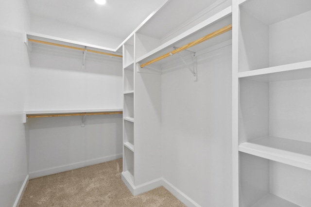 spacious closet featuring carpet