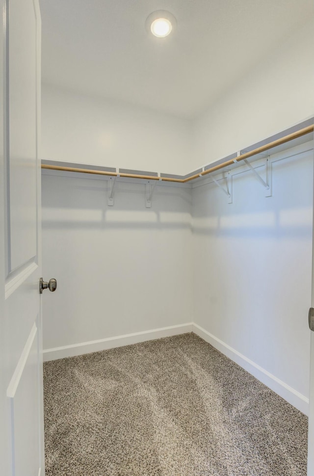 walk in closet with carpet floors