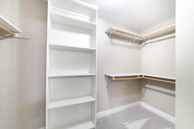 spacious closet featuring carpet