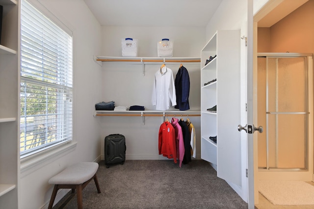 walk in closet with carpet flooring