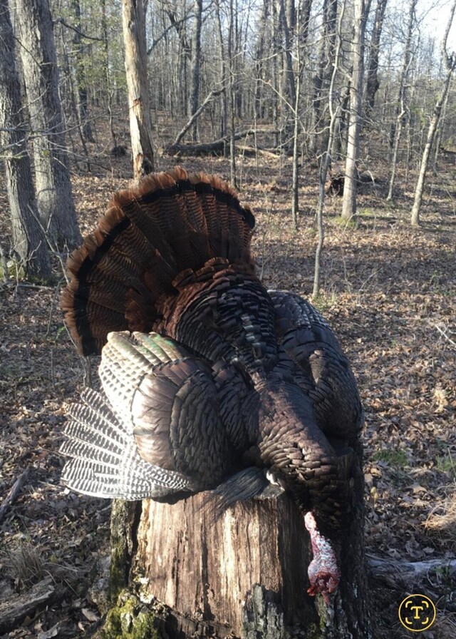 99.5ACRES County Road 40, Cross Timbers, MO 65634