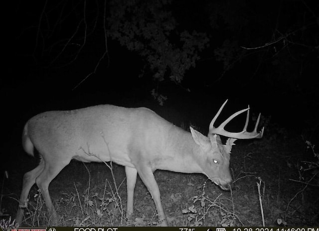 99.5ACRES County Road 40, Cross Timbers, MO 65634