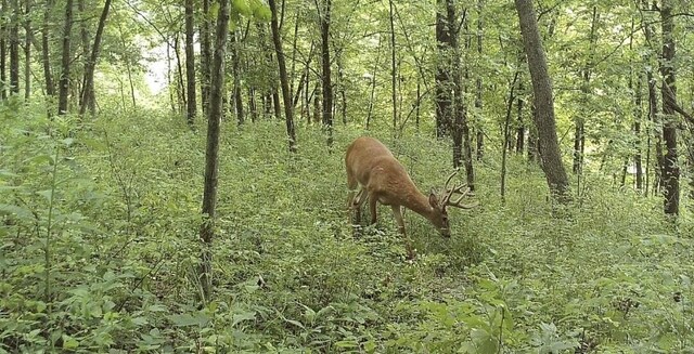 99.5ACRES County Road 40, Cross Timbers, MO 65634