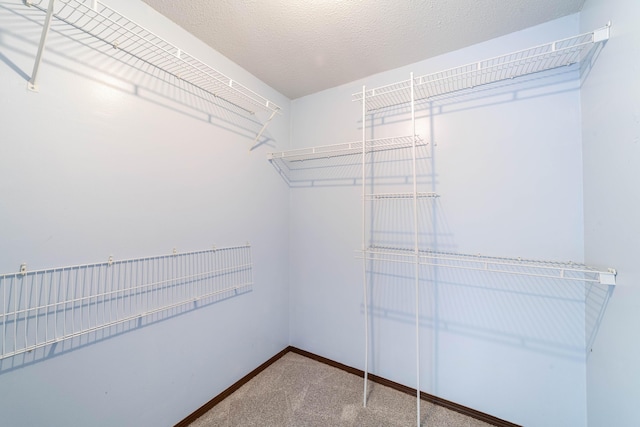 walk in closet with carpet flooring