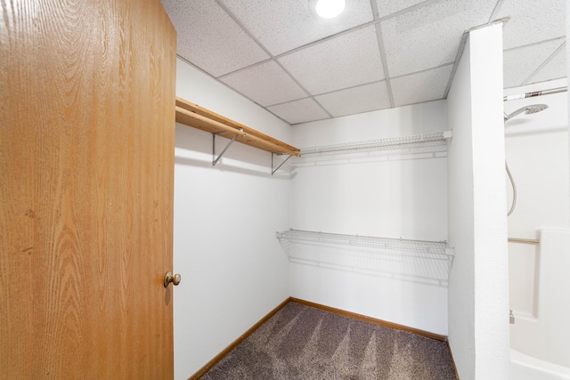 walk in closet featuring carpet floors and a paneled ceiling