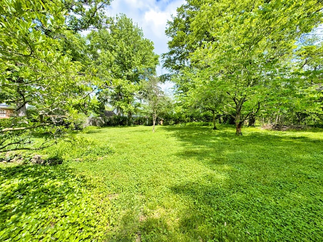 1209 Sunset Dr, Columbia, MO 65203 - view of green lawn