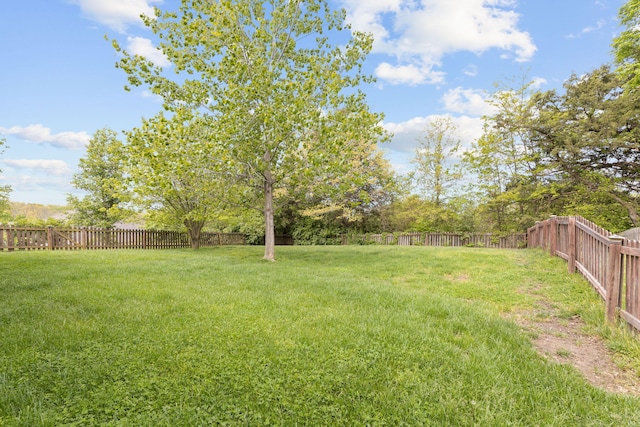 1703 Ballentine Ln, Columbia, MO 65201 - view of yard