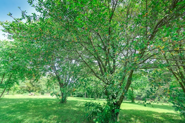 3111 E E W Snowy Hills Ln, Hartsburg, MO 65039 - view of green lawn