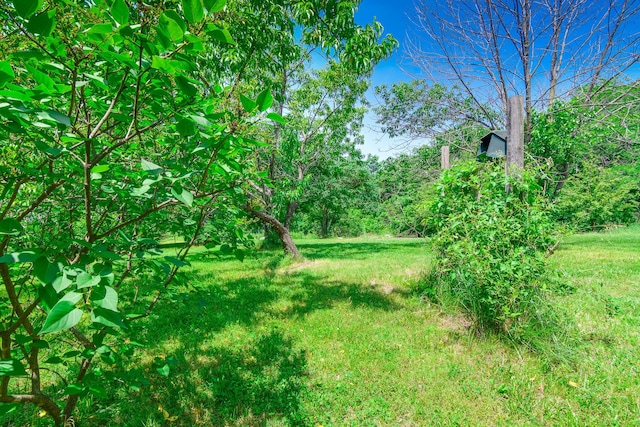 3111 E E W Snowy Hills Ln, Hartsburg, MO 65039 - view of green lawn