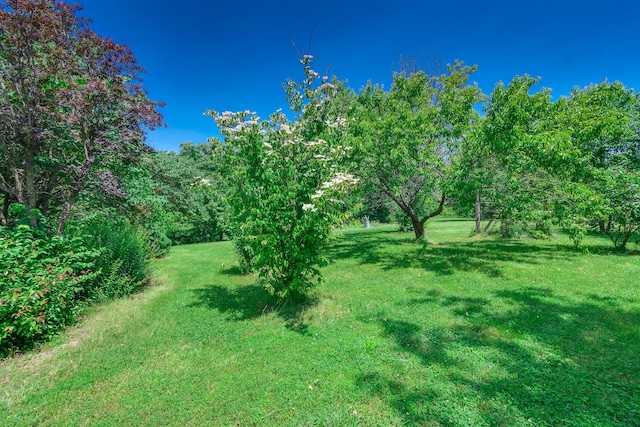 3111 E E W Snowy Hills Ln, Hartsburg, MO 65039 - view of grassy yard