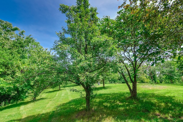 3111 E E W Snowy Hills Ln, Hartsburg, MO 65039 - view of green lawn