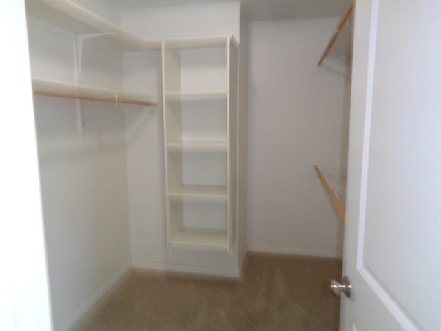 712 Anaconda Ct, Columbia, MO 65202 - walk in closet featuring carpet floors