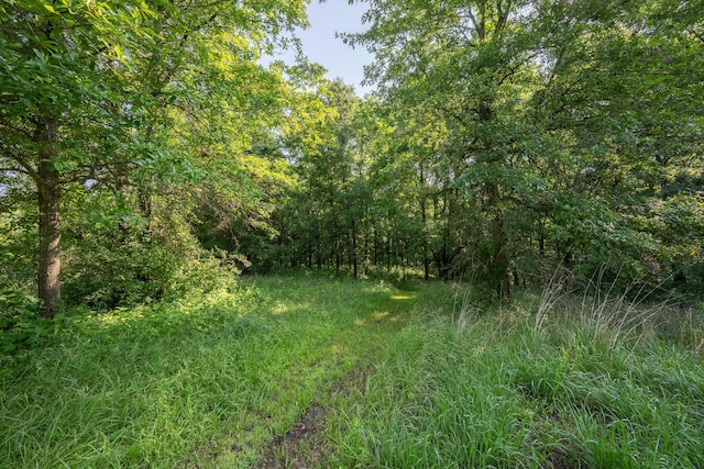 10060 E David Allen Rd, Columbia, MO 65201 - view of tree filled area