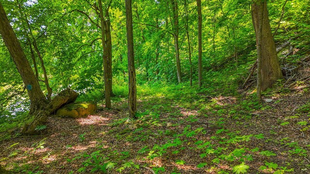 18133 Cincinnati Rd, Center, MO 63436 - photo 49