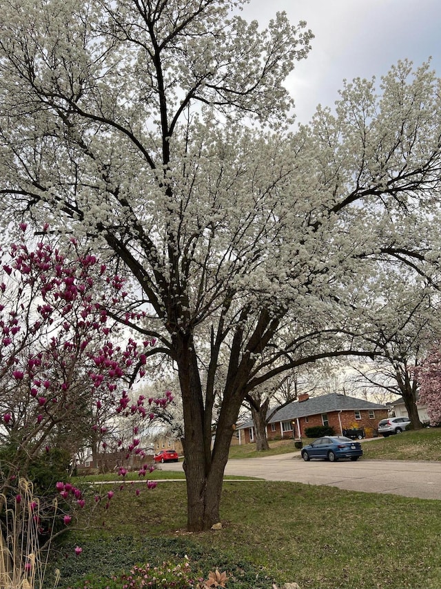 1000 Yale Dr, Columbia, MO 65203 - view of green lawn
