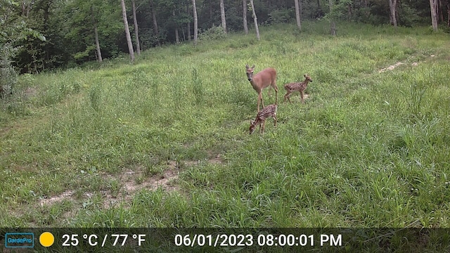County Road 232, Fulton, MO 65251 - photo 26