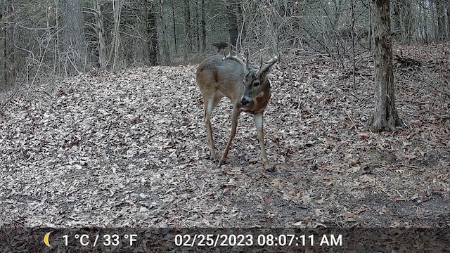 County Road 232, Fulton, MO 65251 - photo 27