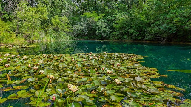 4241 E Ketterer Rd, Columbia, MO 65202 - water view featuring a forest