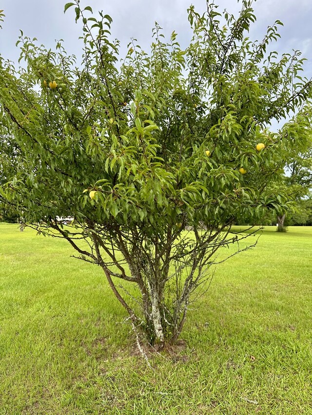 1222 Minton Rd, Sylvester, GA 31791 - view of grassy yard