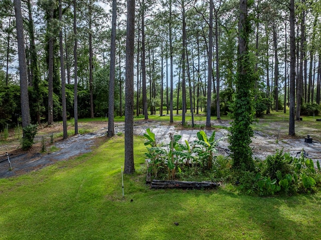 128 Airport Rd, Sylvester, GA 31791 - view of green lawn