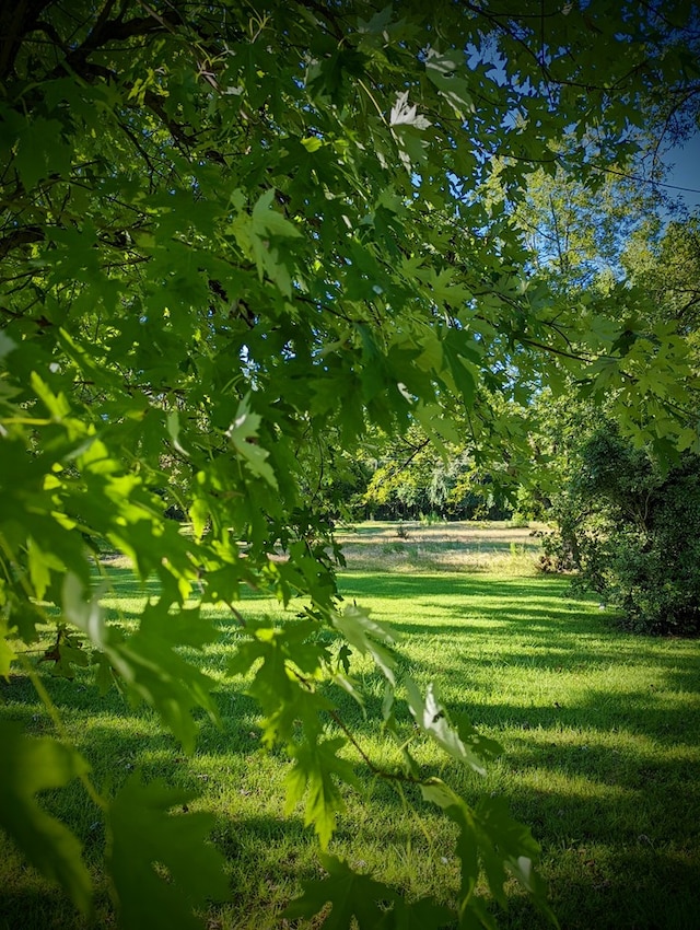 view of community with a yard