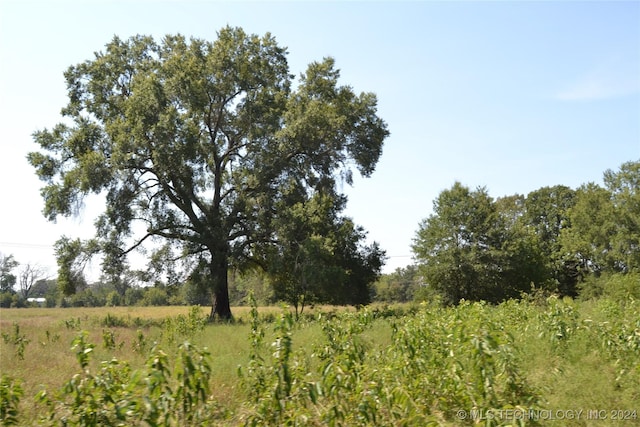 view of local wilderness