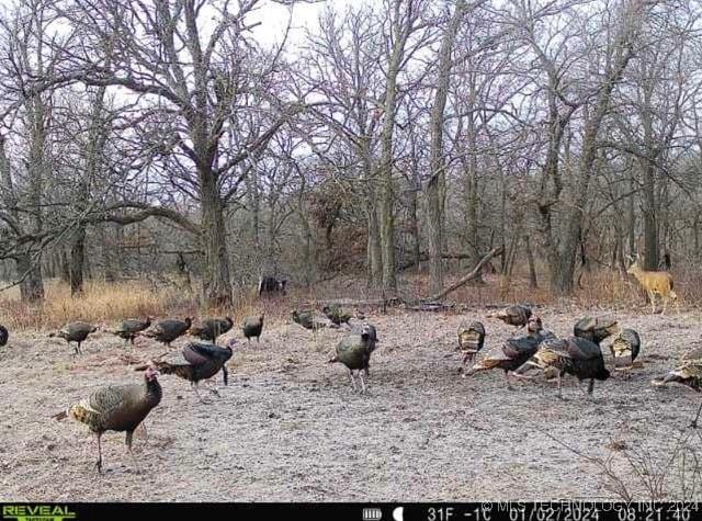 4100 N 430th Rd, Locust Grove, OK 74352 - view of nature