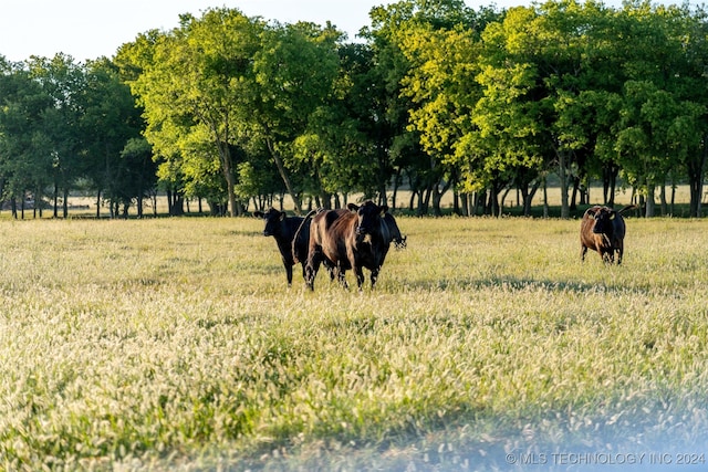 view of local wilderness featuring a rural view