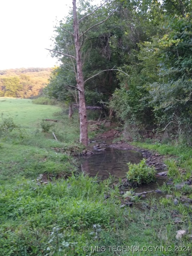 view of local wilderness