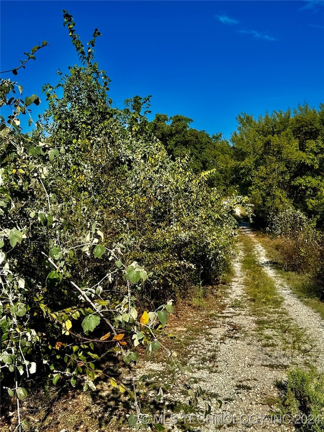 view of local wilderness