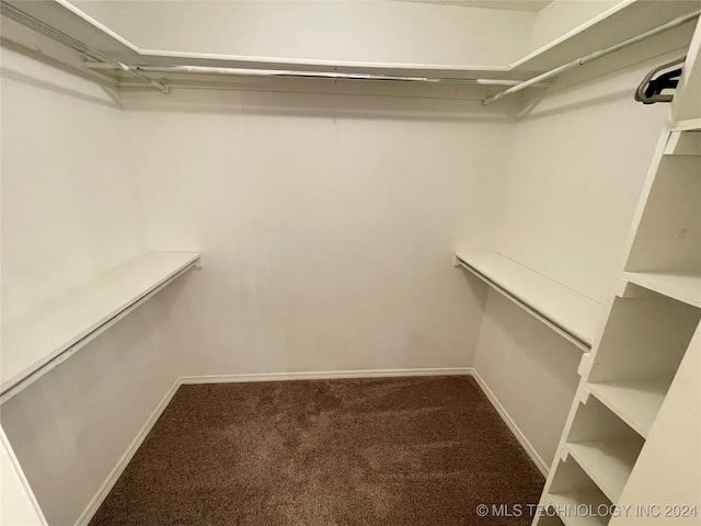 spacious closet featuring carpet floors