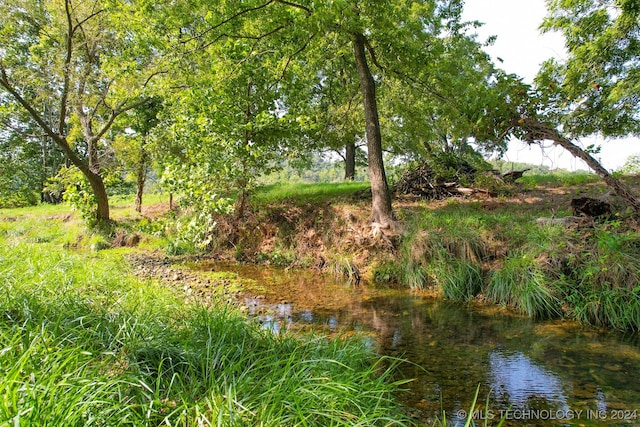 view of local wilderness