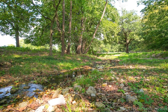 view of local wilderness