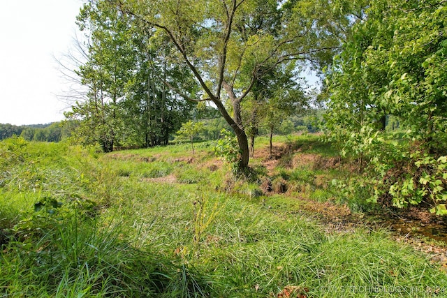 view of local wilderness