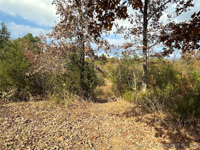 view of local wilderness