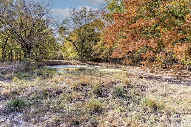 view of local wilderness