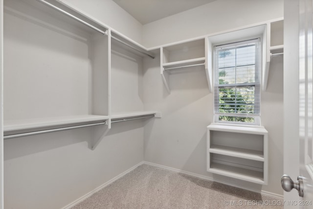 walk in closet featuring carpet floors