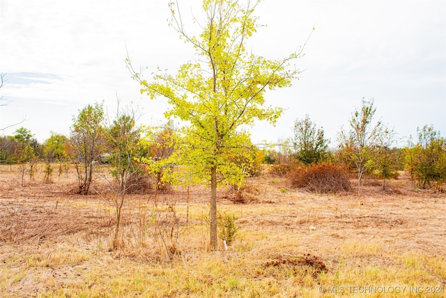 view of local wilderness