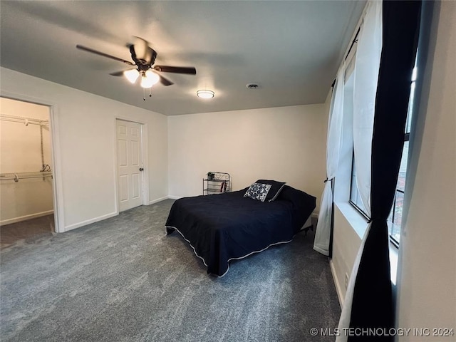 bedroom featuring a walk in closet, a closet, dark carpet, and ceiling fan