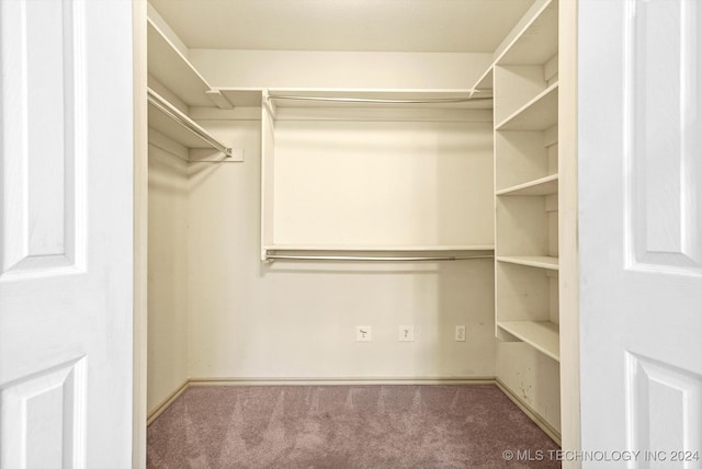 spacious closet featuring carpet