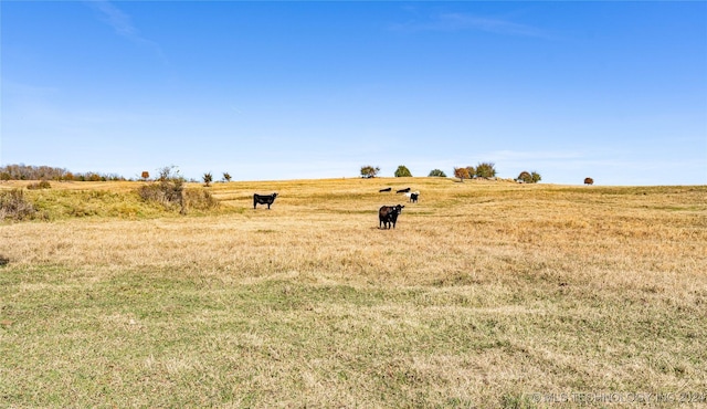 view of yard featuring a rural view