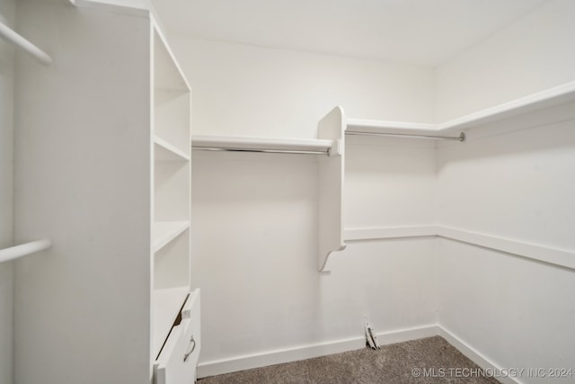 spacious closet featuring carpet floors