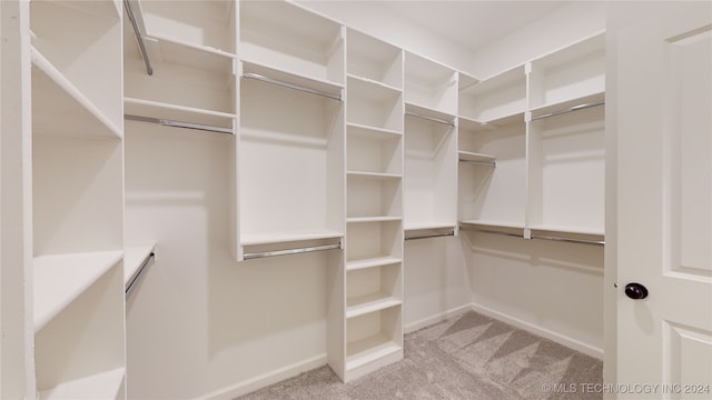 spacious closet featuring carpet