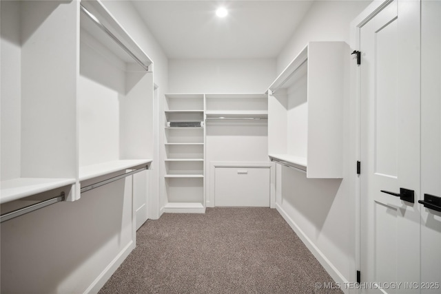 spacious closet featuring carpet flooring