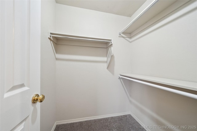 walk in closet featuring carpet floors