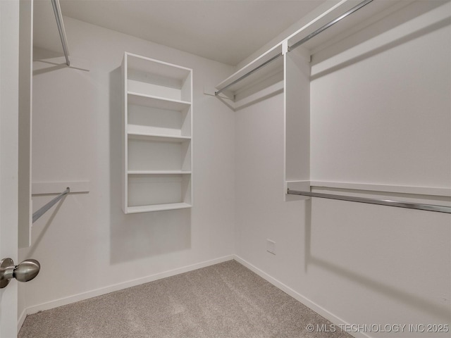 spacious closet featuring carpet