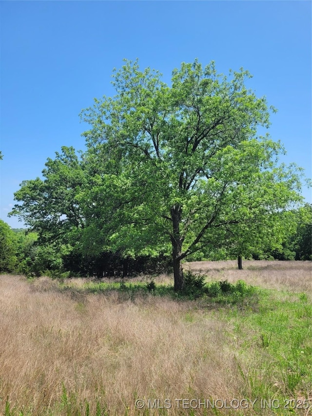 view of local wilderness